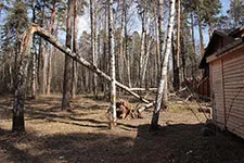 Как да се определи - дали едно дърво падне определение за извънредни дървета