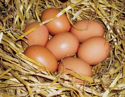 Как да се определи възрастта на кокоши възможни начини