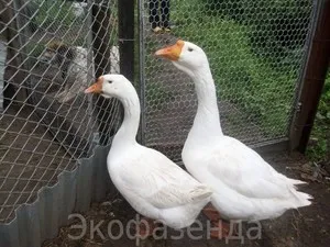 Как да се разграничи от гъска гъска с външния си вид и да се определи тяхната възраст