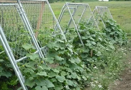 Как да завърже краставици на открито поле и оранжерията, видео и снимки