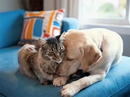 Как да станем приятели с котка куче практически съвети (CAT) Как да станем приятели с котка куче практически съвети