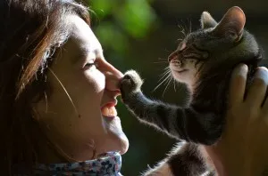 Как да разбираме езика на котката, чудо котка (котка) Как да разбираме езика, чудо котка на котката