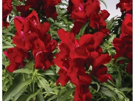 Как да стигнем snapdragons от сортови семена, когато засаждане на производствени методи за засаждане и разсад