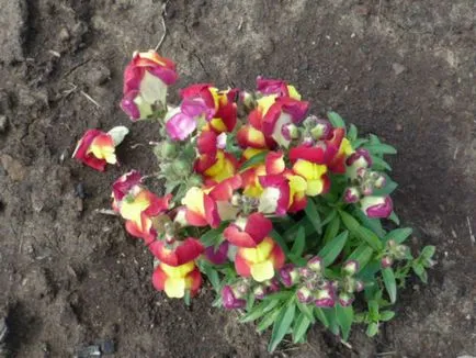 Как да стигнем snapdragons от сортови семена, когато засаждане на производствени методи за засаждане и разсад