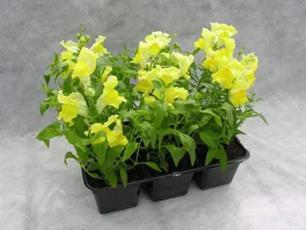 Как да стигнем snapdragons от сортови семена, когато засаждане на производствени методи за засаждане и разсад