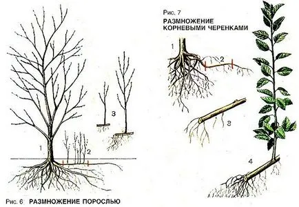 Как да се засадят и да растат сливи размножаване