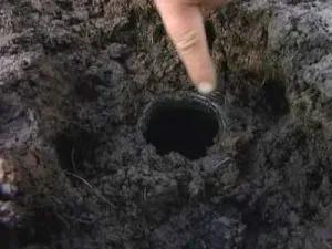 Как да хванете мол на сайта или в градината, полезни съвети