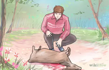 Как да хванеш норка