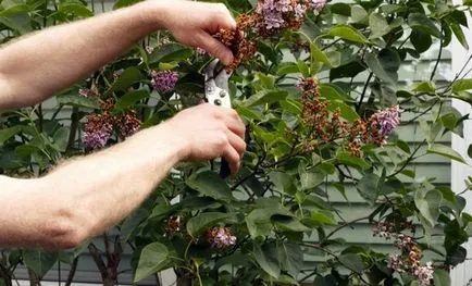 Как да отрежете люляците