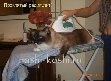 Как да инсулт котка, всичко за котки (инсулт) Как да инсулт котка, всичко за котки