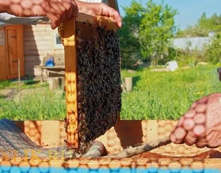 Как да се генерират калеми пчели клипове и съвети за пчелари