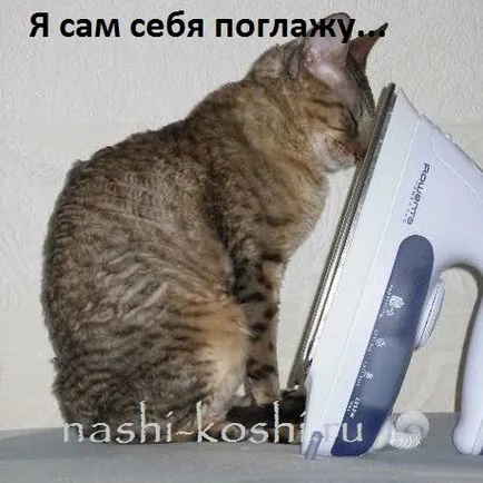 Как да инсулт котка, всичко за котки (инсулт) Как да инсулт котка, всичко за котки