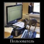 Как да се повиши тост или тост интересно да се каже, че във всички речници (тост) Как да се повиши тост или тост казват, че е интересно, че във всички речници