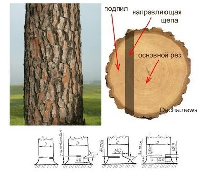 Как да се намали дърво