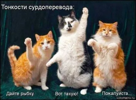 Как да се готви риба в тесто