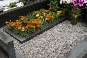Mi a növény egy temetőben locsolás nélkül mágikus növények (növény) Mi a növény egy temetőben locsolás nélkül mágikus növények