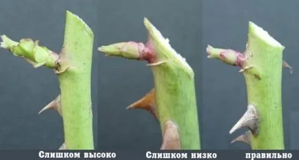 Hogyan, hogy a virágok hosszabb ideig állt egy váza (váza) Hogyan, hogy a virágok hosszabb ideig állt a vázában