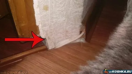 Mit jelentenek a macska nem harcolni tapéta és bútorok tippeket állatorvos (olaj szúrós szagú) Mit jelentenek a macska nem harcolni tapéta és bútorok tippeket állatorvos
