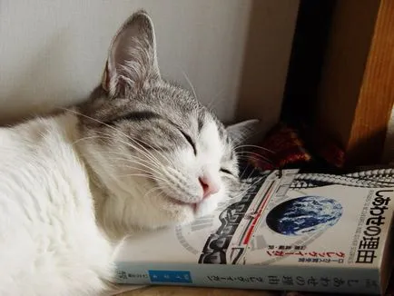 Mi az álmok macska macskákkal (macska) Mi álmok macska macskákról