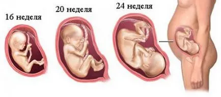 Как е развитието на детето в утробата в продължение на месеци