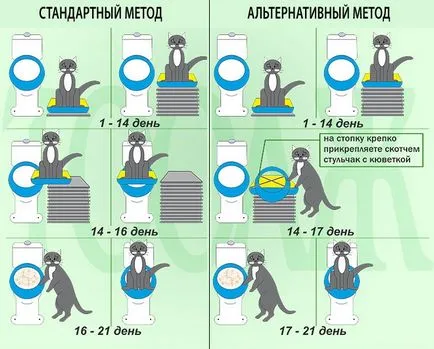 Как да научим котка тоалетна, котка, коте, котка отбелязва от опитен ветеринар