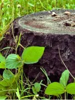 Как да се разреди бензин и масло машинка за подстригване