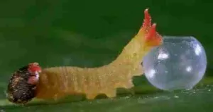 Раждане на пеперуда