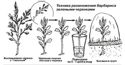 Как да пропагандира берберис, за да се създаде уникален дизайн на сайта, видеоклипове