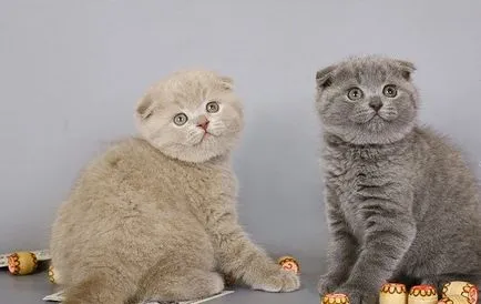 Как да започнете една котка
