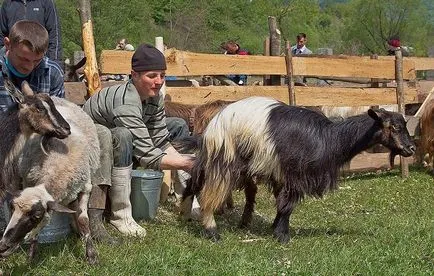 Както доене кози - методи за увеличаване на производството на мляко (доене) Както доене на кози - методи за увеличаване на производството на мляко