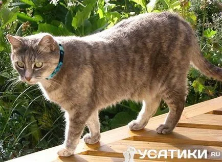 Как да си направим яка за котки със собствените си ръце, майстор-клас (му) Как да си направим яка за котки със собствените си ръце, майсторски клас