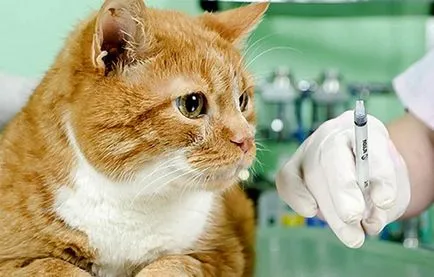 Как да получите изстрел или мускулно сам при холката на котката