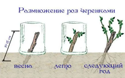 Как да се намали избелелите розите получават процес