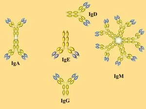Mi immunglobulin és mi az, étrend-kiegészítők, vitaminok, gyógynövény és (immunglobulin) Mi immunglobulin és mi az, étrend-kiegészítők, vitaminok, gyógynövény és több
