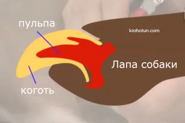 Как да се намали кучешки нокти инструкция фризьор