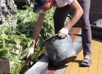 Както е посочено тротуарни плочи с ръцете си