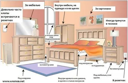 Как да се убие легло бъгове начини и методи за борба в дома