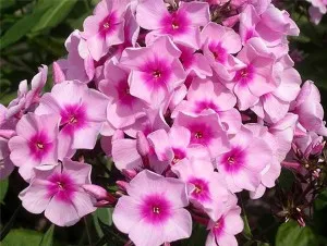 Как да се грижи за дома на цветя Impatiens