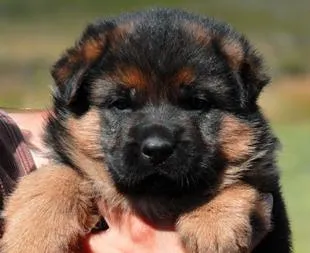 Как да изберем кученца немски съвети овчарско куче товарачи (Shepherd) Как да изберем кученца немски съвети овчарско куче товарачи