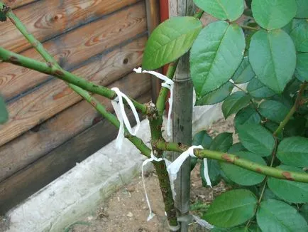 Как да се грижим за рози у дома и на улицата, за да получите красиви цветя