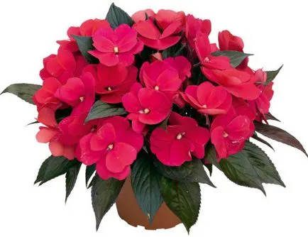 Как да се грижи за дома на цветя Impatiens