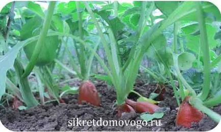 Как да расте репички, тайните на къща