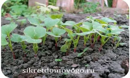 Как да расте репички, тайните на къща