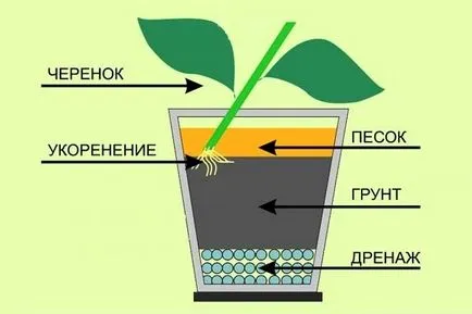 Как да расте един лимон от камък и да получите плода