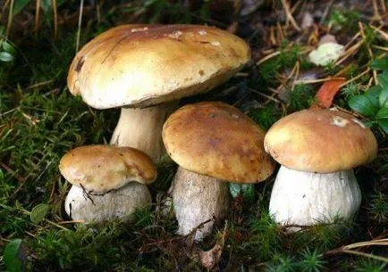 Както диворастящи гъби растат в (засегната ларви на насекоми) на сайта Как да растат гъби в горска зона