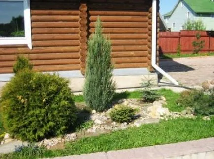 Как да расте една пета в страната - растения - растения за градината (Arborvitae) Как да расте една пета в страната - растения - растения за градината