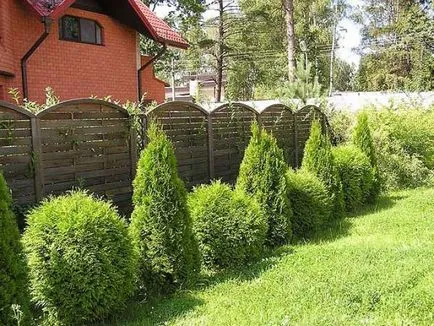 Как да расте една пета в страната - растения - растения за градината (да расте) Как да расте една пета в страната - растения - растения за градината