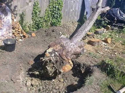 Как да изкорени дървета на сайта със собствените си ръце