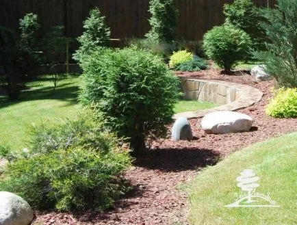 Как да расте една пета в страната - растения - растения за градината (Arborvitae) Как да расте една пета в страната - растения - растения за градината