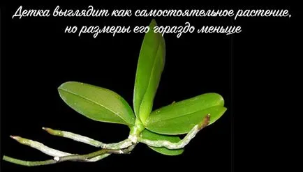 Как да приемате и процес otsadit маце орхидеи от растението майка